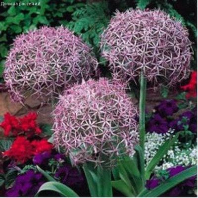 Аллиум Альбопилосум Аллиум Альбопилосум фото