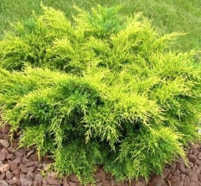 Можжевельник средний Олд Голд, С3 - Dolina-Sad.Ru