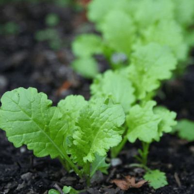 Горчица сарептская (салатная) Мей Лин (А) Горчица сарептская (салатная) Мей Лин (А) фото