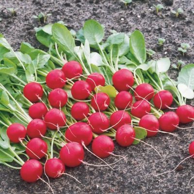 Редис Ролекс F1 (Голландия) Редис Ролекс F1 (Голландия) - Dolina-Sad.Ru