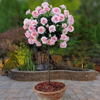 Роза штамбовая Ламинуэтт - Dolina-Sad.Ru