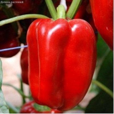 Перец Слон F1 фото