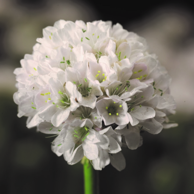 Армерия приморская Армада Уайт Армерия приморская Армада Уайт фото