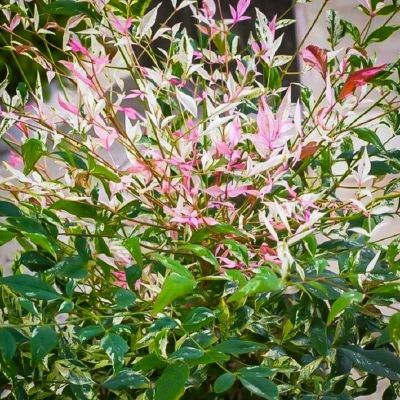 Нандина домашняя Твайлайт Нандина домашняя Твайлайт - Dolina-Sad.Ru