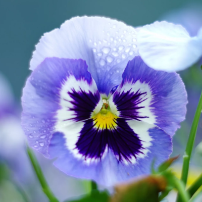 Анютины Глазки Адонис Анютины Глазки Адонис фото