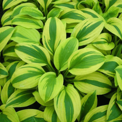 Хоста Мун Сплит Хоста Мун Сплит фото