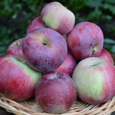 Яблоня Орлик/Осенняя Яблоня Орлик/Осенняя фото