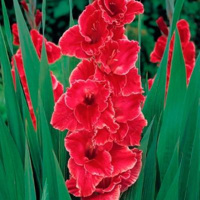 Гладиолус Афтер Шок Гладиолус Афтер Шок фото