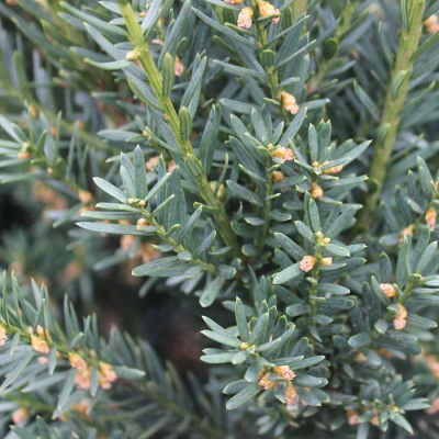 Тисс Средний Хиллии Тисс Средний Хиллии фото