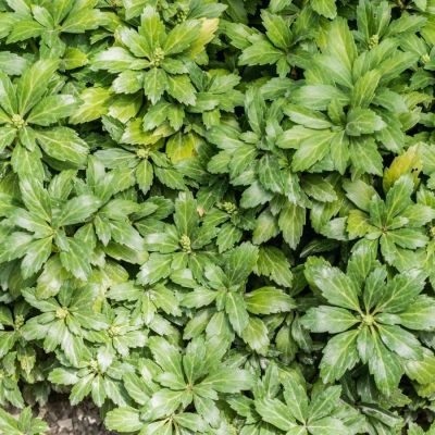 Пахизандра верхушечная Грин Карпет, С3 - Dolina-Sad.Ru