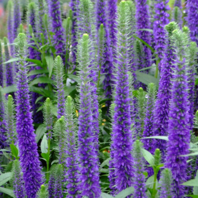 Вероника колосистая Устер Дварф Блю фото