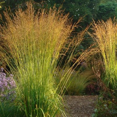 Молиния тростниковая Скайрейсер Молиния тростниковая Скайрейсер - Dolina-Sad.Ru