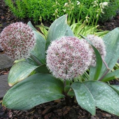 Аллиум Каратавский Аллиум Каратавский - Dolina-Sad.Ru