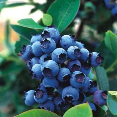 Голубика Блю Голд (Высокорослая) Голубика Блю Голд (Высокорослая) фото