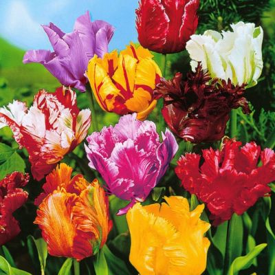 Тюльпан Пэррот Микс Тюльпан Пэррот Микс фото