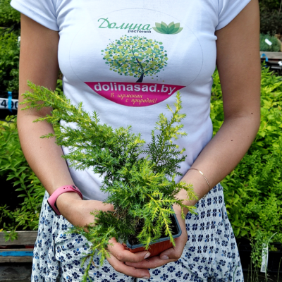 Можжевельник Средний Голд Стар Можжевельник Средний Голд Стар фото
