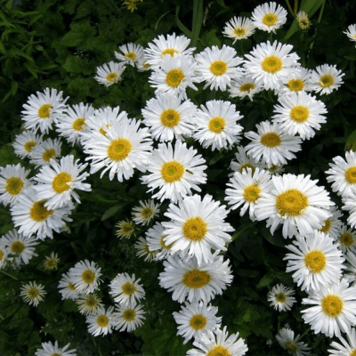 Астра альпийская Альбус фото