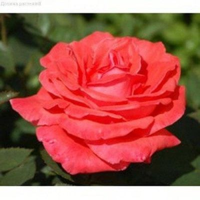 Роза Супер Стар Роза Супер Стар фото