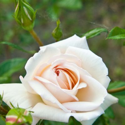 Роза Нифетос Роза Нифетос - Dolina-Sad.Ru