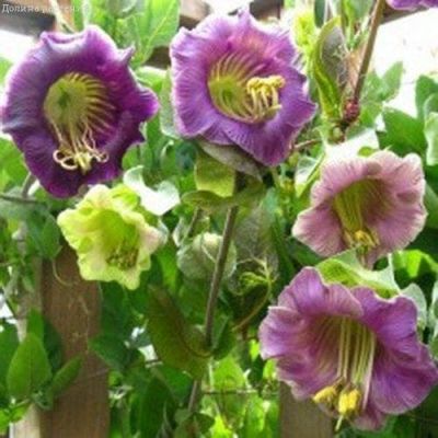 Кобея Лазающая Смесь Окрасок Кобея Лазающая Смесь Окрасок фото