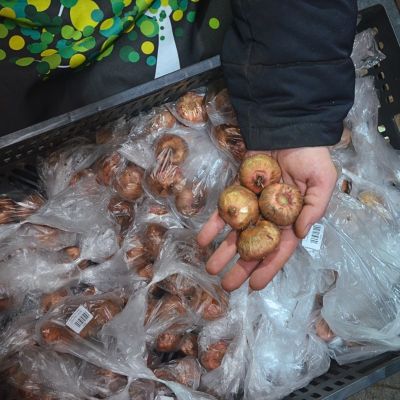 Гладиолус Франко Зекка Гладиолус Франко Зекка - Dolina-Sad.Ru