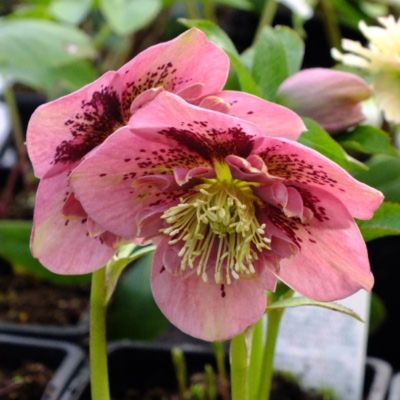 Морозник Пинк Спот Морозник Пинк Спот - Dolina-Sad.Ru