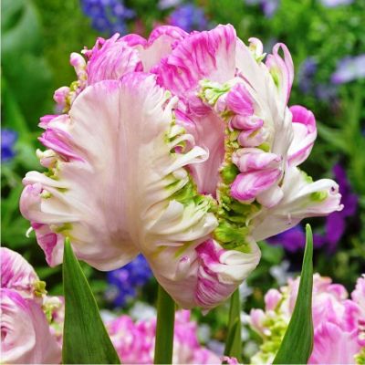 Тюльпан Веберс Пэррот Тюльпан Веберс Пэррот фото