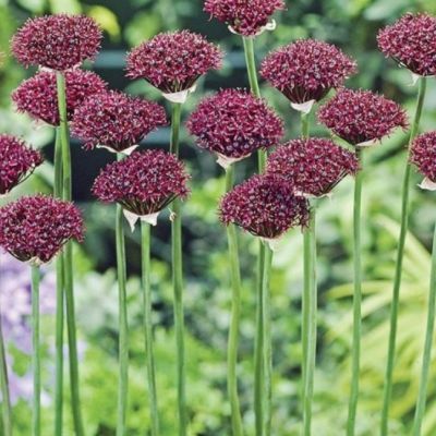 Аллиум Атропурпуреум Аллиум Атропурпуреум - Dolina-Sad.Ru