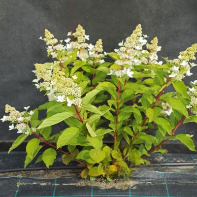 Гортензия метельчатая Голиаф Гортензия метельчатая Голиаф - Dolina-Sad.Ru