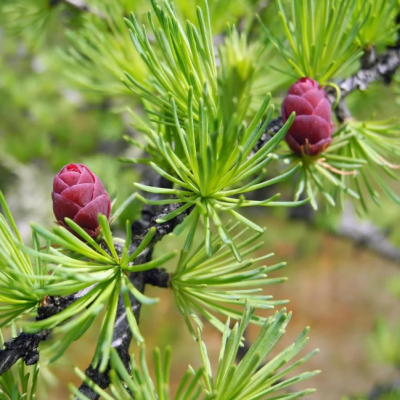 Лиственница европейская Лиственница европейская фото