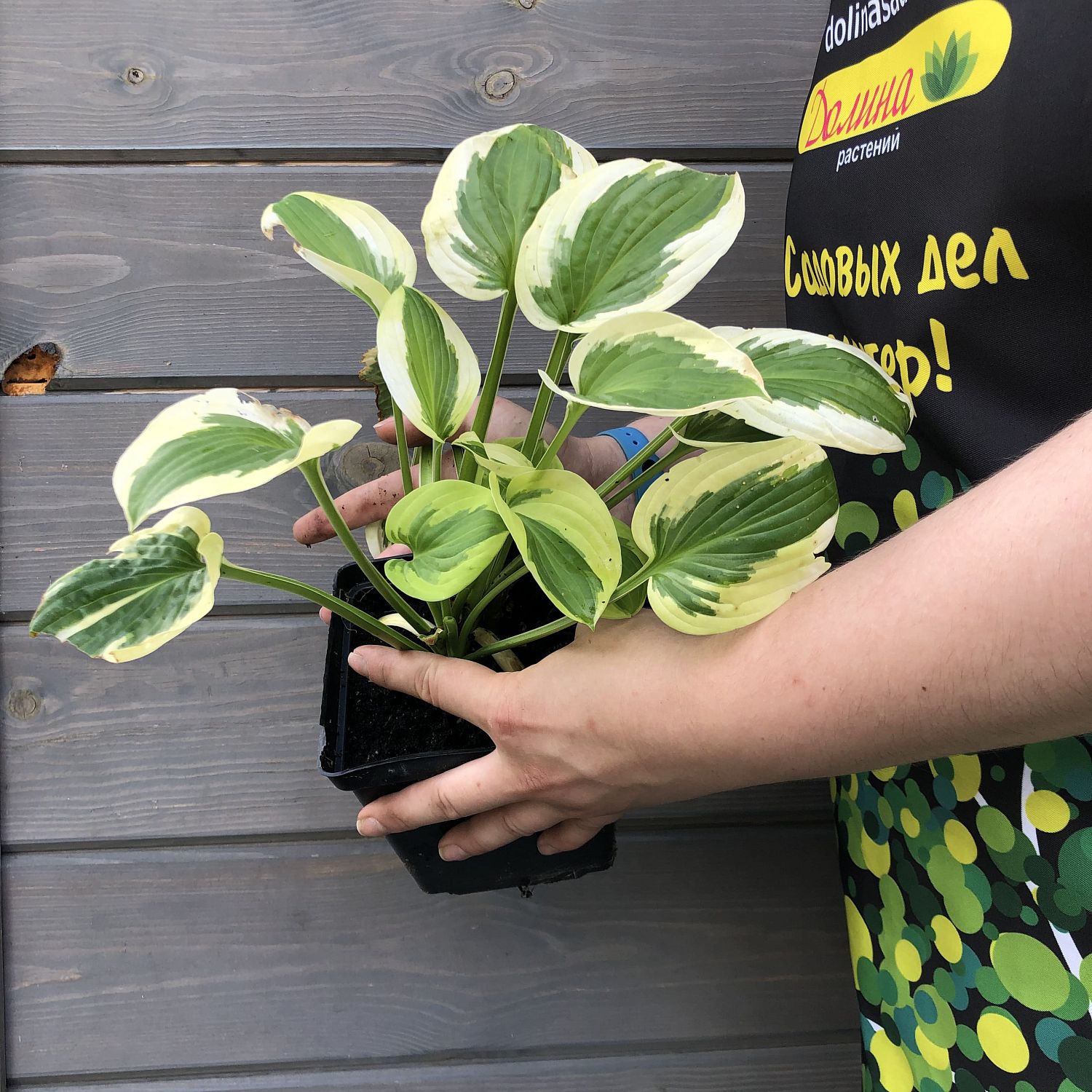 Хоста Брим кап Хоста Брим кап фото