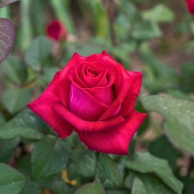 Роза Эскалибур Роза Эскалибур - Dolina-Sad.Ru