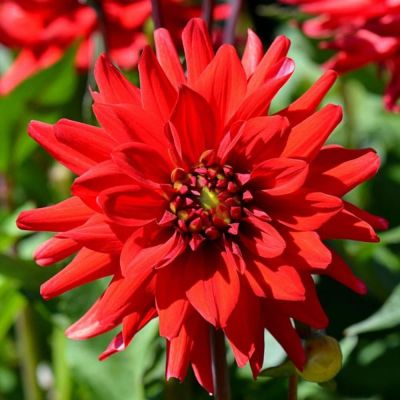 Георгина Ред пигми Георгина Ред пигми фото