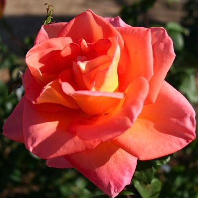 Роза Амбассадор Роза Амбассадор - Dolina-Sad.Ru