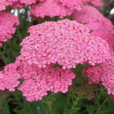 Тысячелистник Милли Рок Роуз Тысячелистник Милли Рок Роуз - Dolina-Sad.Ru