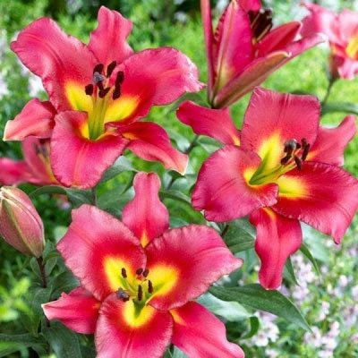 Лилия Сатисфекшн Лилия Сатисфекшн фото