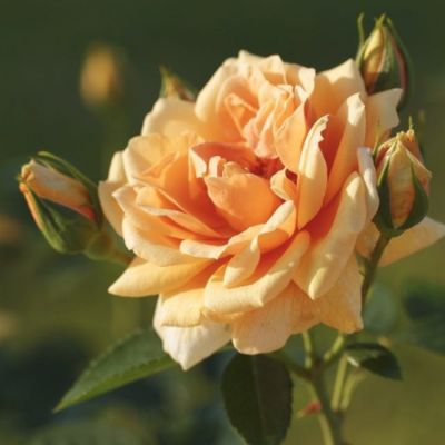 Роза Скайлайн Роза Скайлайн - Dolina-Sad.Ru